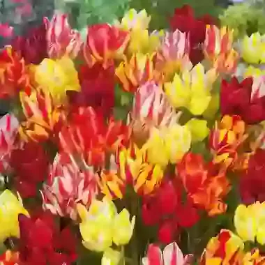 Multiflowering Mix